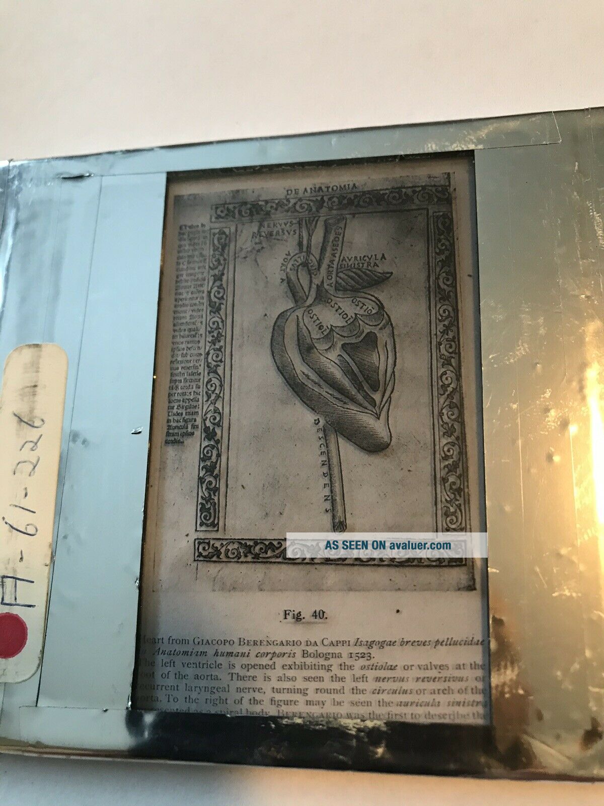 Vintage Lantern Slide,  Vesalius Human Heart Anatomy,  U of Oklahoma Med.